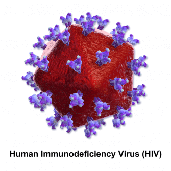 HIV: New Study Reveals HIV Can Stay For Years In Testes
